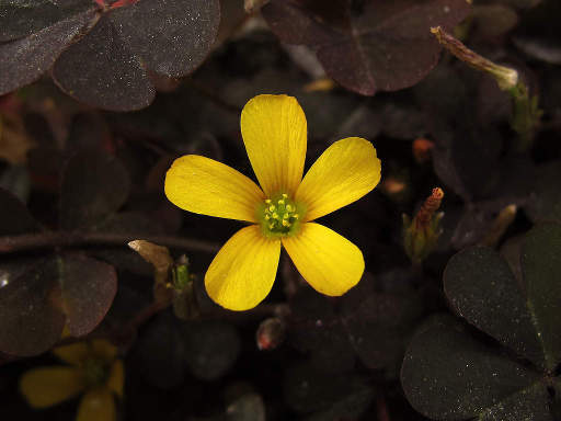 Potentilla verna